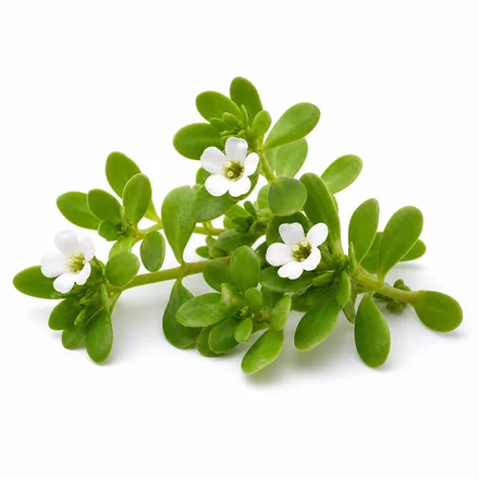 Sprig of Bacopa Monnieri with small green leaves and tiny white flowers