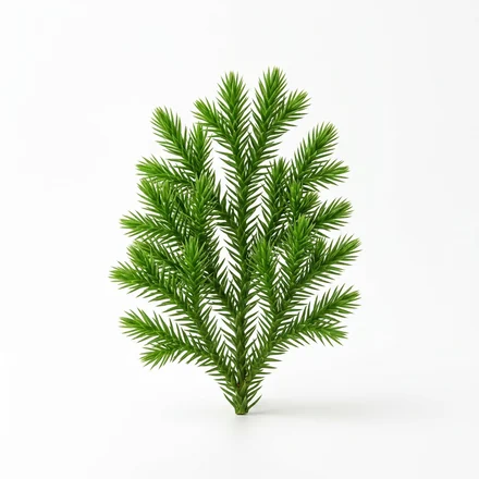 Green Huperzia Serrata club moss, the botanical source of Huperzine A
