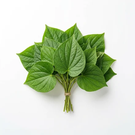 Fresh green kava leaves, the source of kavalactones