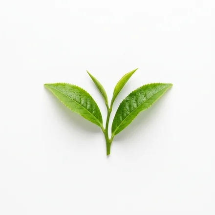 Fresh green tea leaves, the natural source of L-Theanine